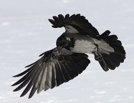 Photoshop���D�V�RTopaz ReMask v2.0.4ע�԰�