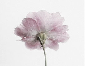 ������Ƭ�D�j�U����ƬЧ��PSD�D��