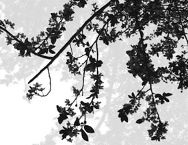 ����Ļ��ٺ͘��������Pˢ